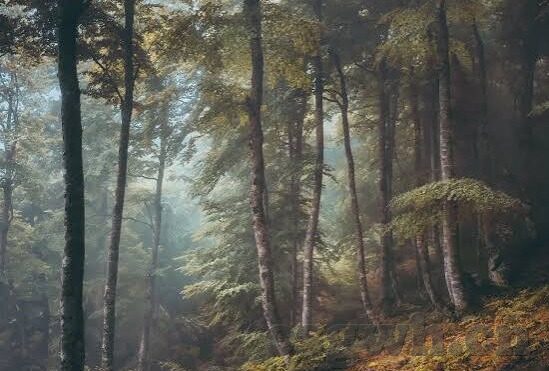 麻豆传媒干嘛的-揭秘麻豆传媒，数字时代的文化现象与影响